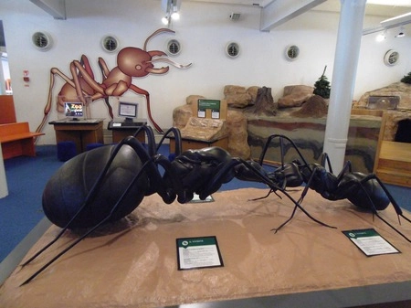 Two human-sized ants on display, with ant habitat exhibits in the background.