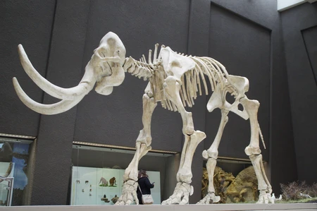 A large mammoth scelleton displayed at the museum.
