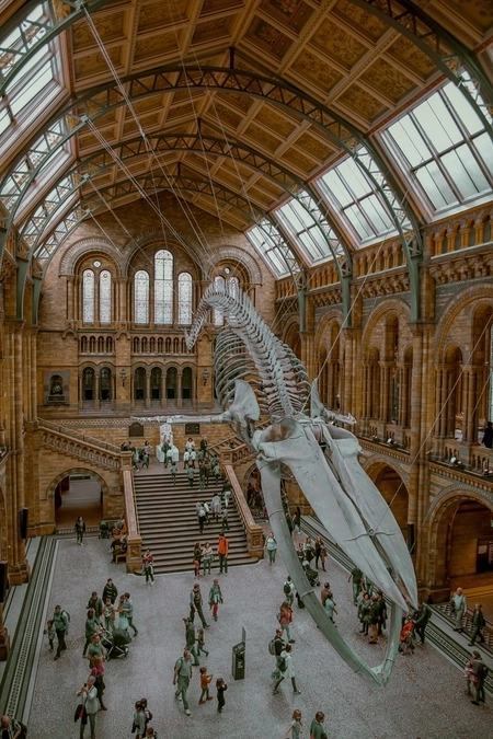 Overview of a large museum hall with large whale scelleton suspended above the museum floor.