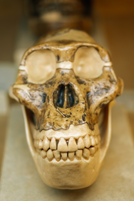 A closeup of a monkey scull with the main focus on its large teeth.